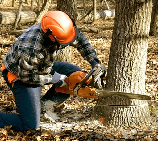 Tree Removal in Diggs, VA